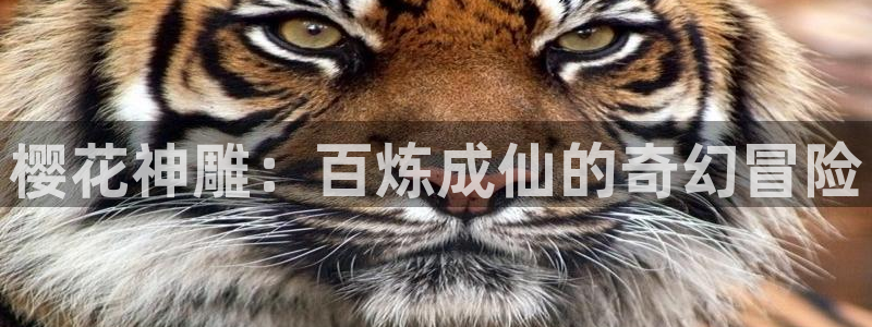 贝勒漫画网址：樱花神雕：百炼成仙的奇幻冒险