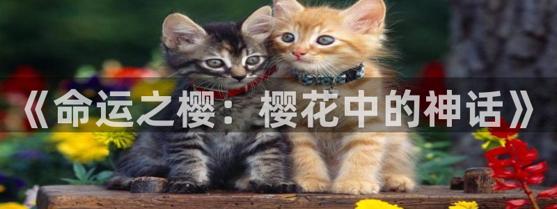 omofun在线观看：《命运之樱：樱花中的神话》